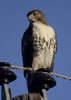 red-tailed_hawk_1.jpg