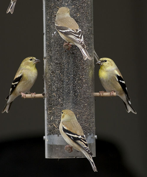 American Goldfinch