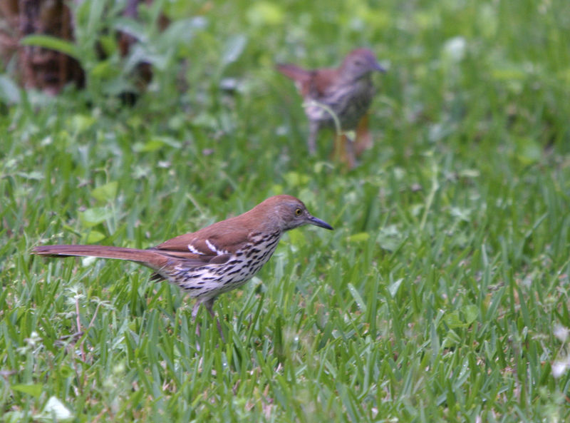 Brown Thrasher