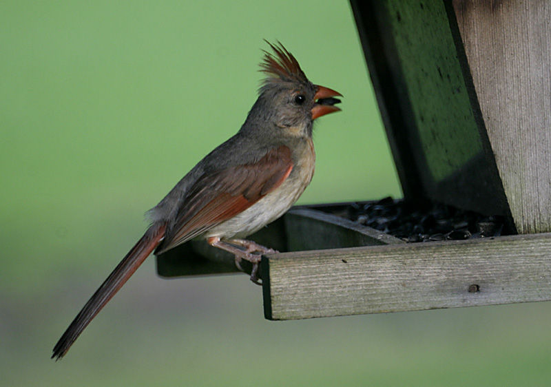 Cardinal