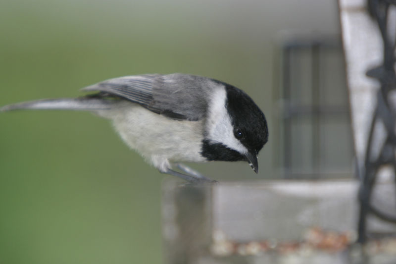 Carolina Chickadee