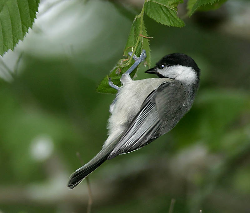 Carolina Chickadee
