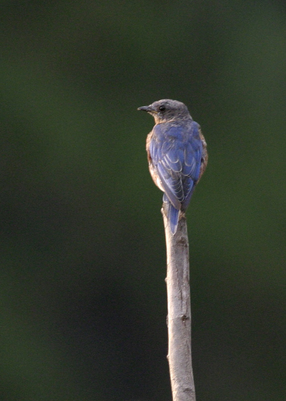 Eastern Bluebird