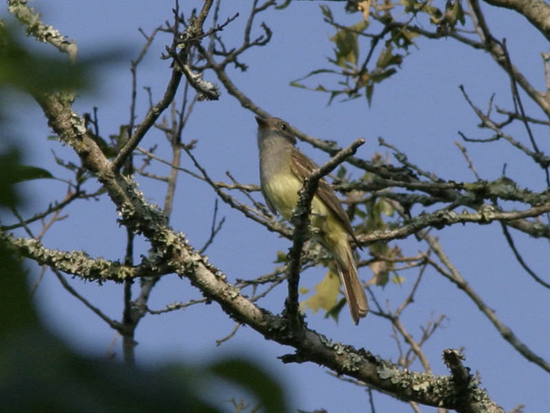 Great Crested Flycatcher