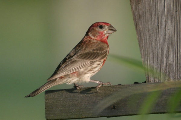 house_finch.jpg