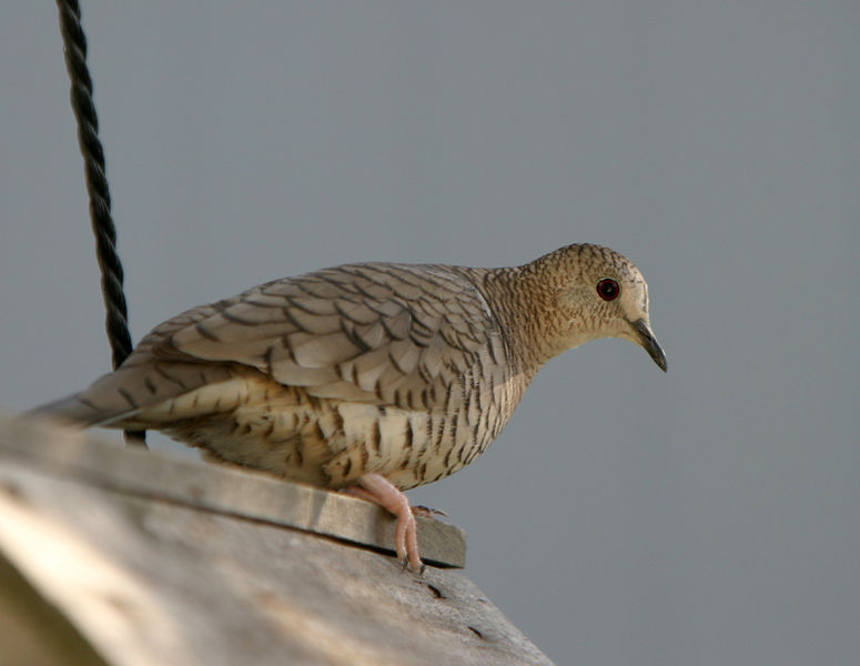 Inca Dove