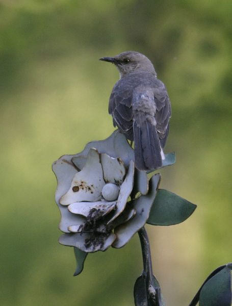 Northern Mockingbird