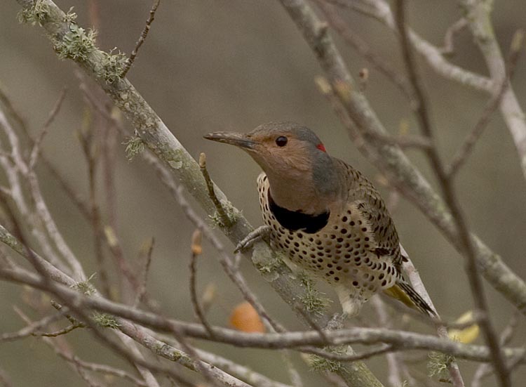 northern_flicker_1.jpg