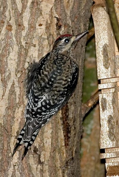 yellow_bellied_sapsucker.jpg