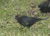 Brown Headed Cowbird