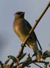 Cedar Waxwing