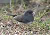 Dark Eyed Junco (Slate Colored)