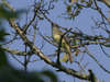 Great Crested Flycatcher