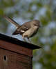 Northern Mockingbird