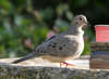 Mourning Dove