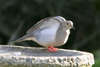 Mourning Dove