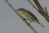 Yellow Rumped (Myrtle) Warbler