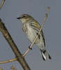 Yellow Rumped (Myrtle) Warbler