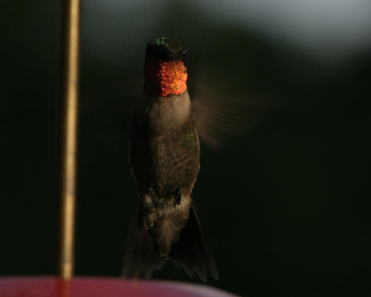 hummers_004