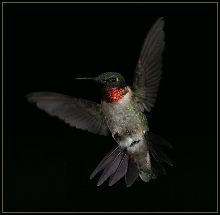 hummers_013