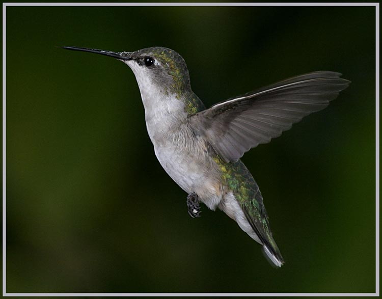 hummers_015