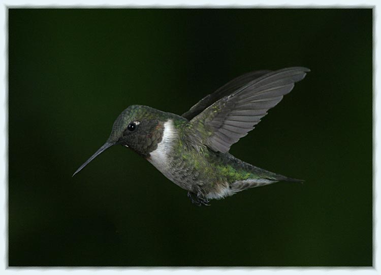 hummers_017