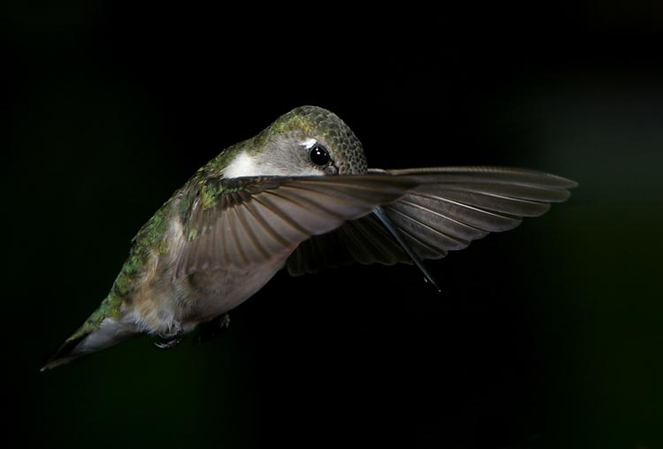 hummers_027