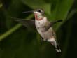 hummers_005