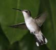 hummers_006