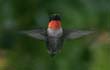 hummers_007
