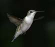 hummers_012