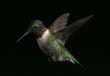 hummers_014