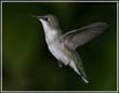 hummers_015
