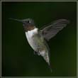 hummers_018