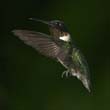 hummers_019