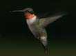 hummers_025