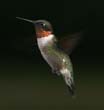 hummers_026