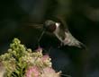 MimosaHummer_008b