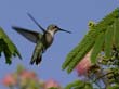 MimosaHummer_027