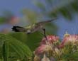 MimosaHummer_033