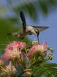 MimosaHummer_035