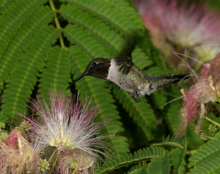 MFlashHummer_03