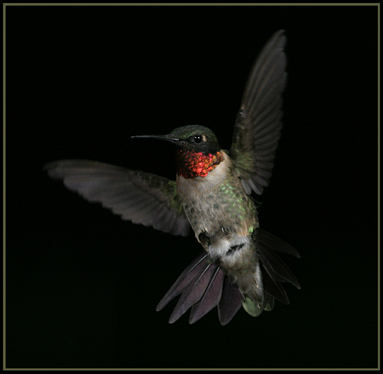 Hummingbird_003_RT16