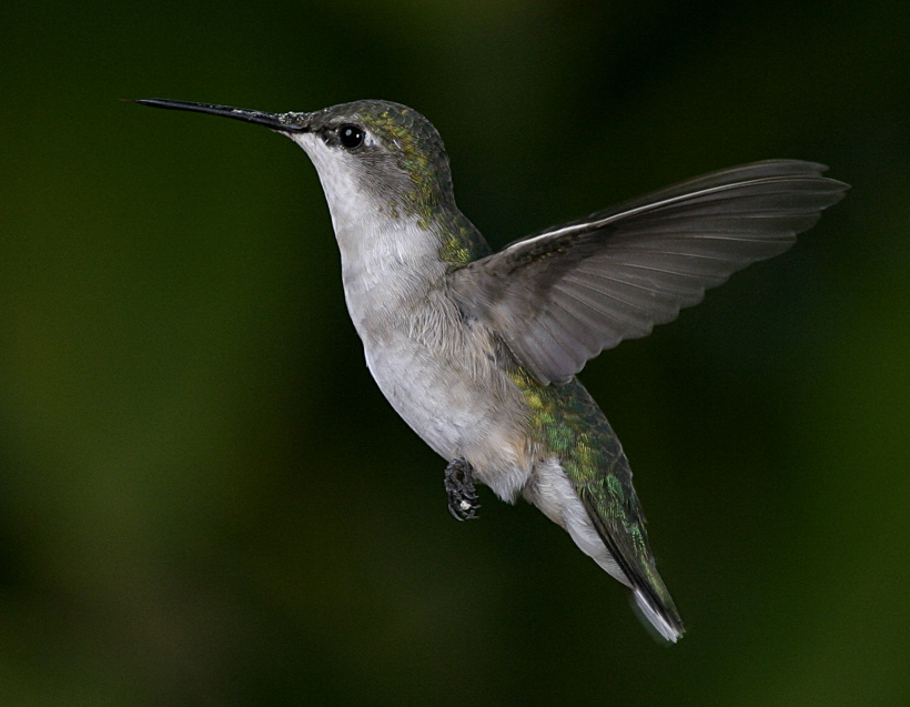Hummingbird_028_RT16