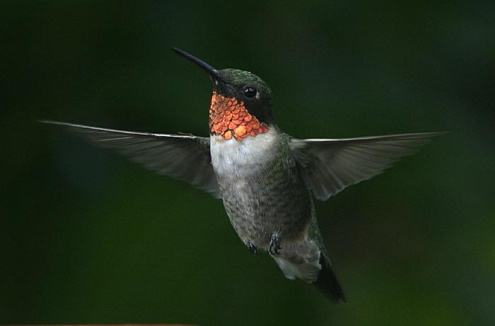 hummer_9-11_025_rt16