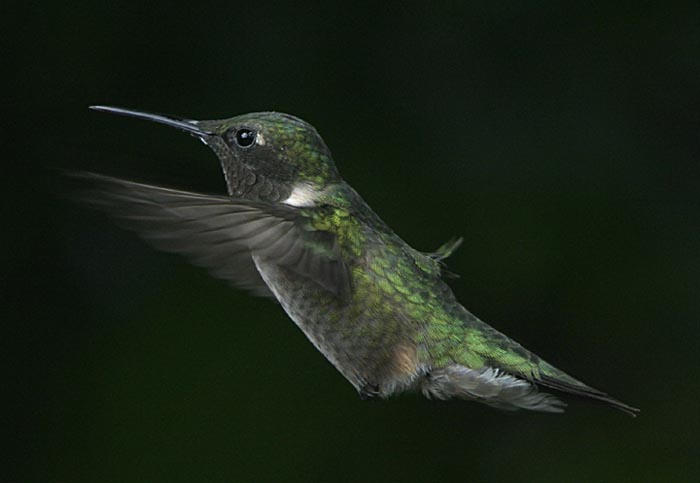 hummer_9-11_034_rt16