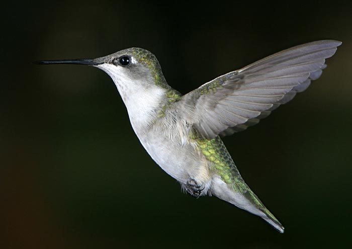 hummer_9-26_228_rt16(web)