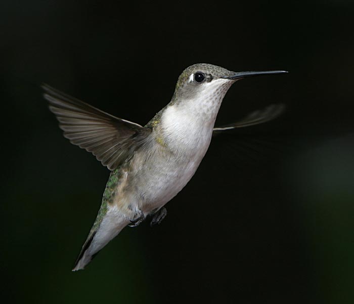 hummer_9-26_240_rt16(web)