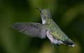 hummingbird_003_rt16z
